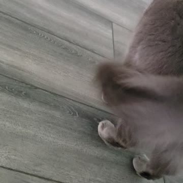 Luna getting brushed