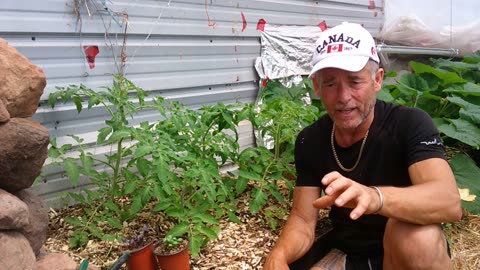 How to Protect your Tomato Plants