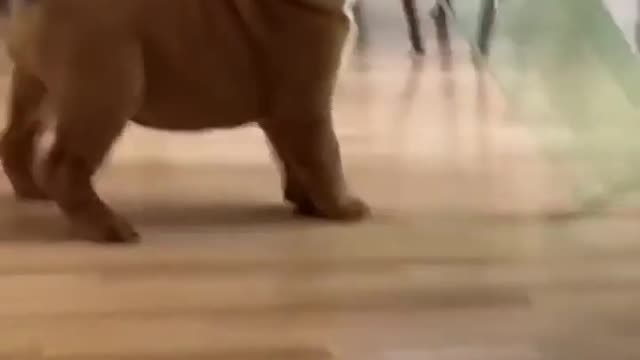 So Cute Puppies