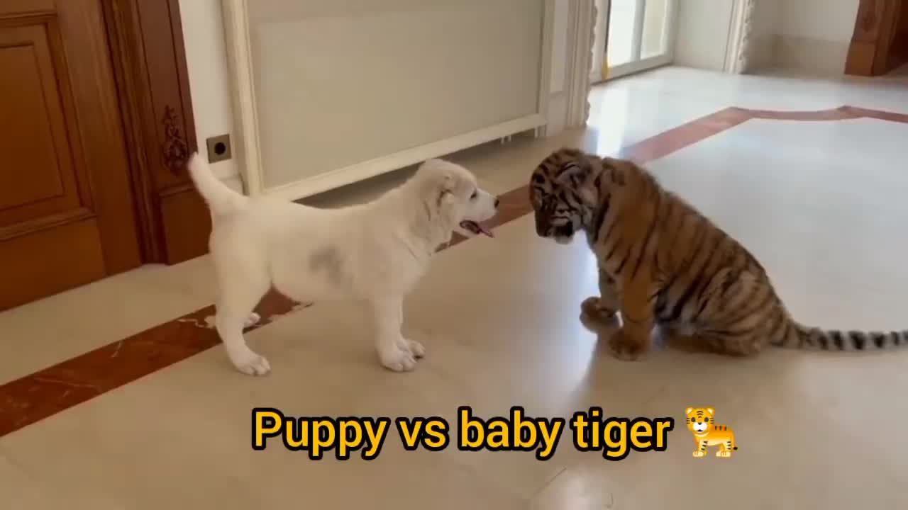 dog and baby tiger video