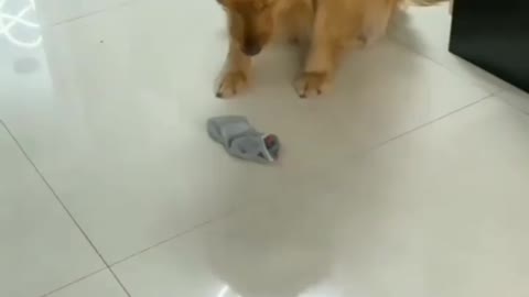 Funny Dog video