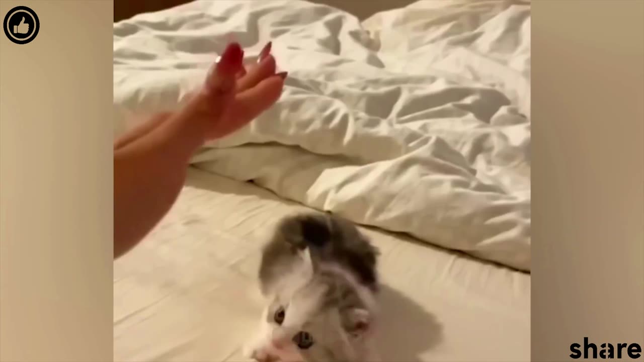 Cute baby cat Animal funny. viral.short..