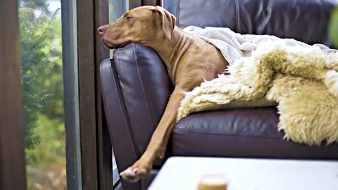 A Large Breed Dog On A Sofa