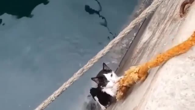 Saving a cat from drowning in a smart way