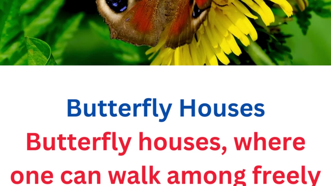 fact about butterflies...23/25