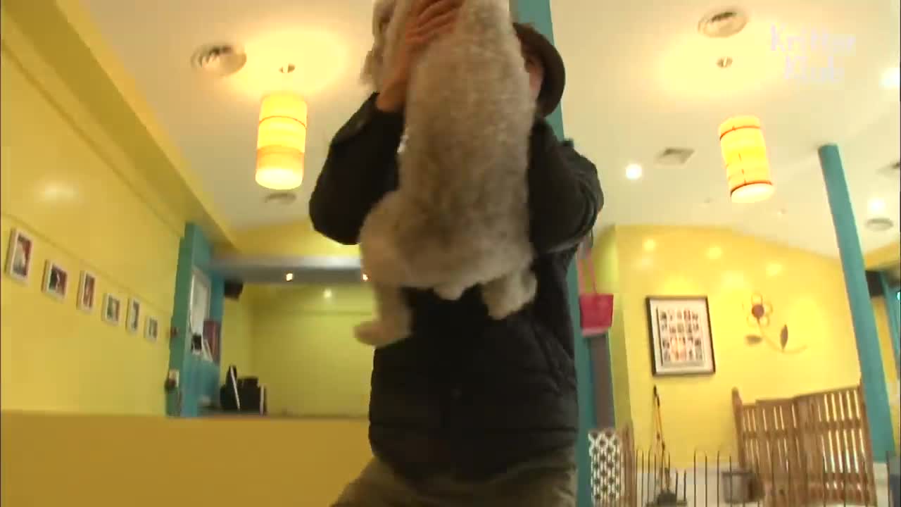 Dog ; a surrogate mother to kittens