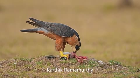 Shaheen Falcon