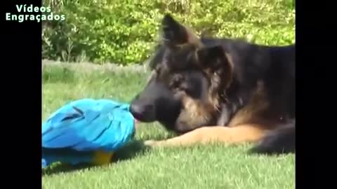 Bichinho brincando com o cachorrinho Lindinho