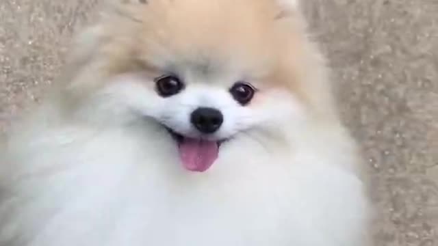 Cute dog video short