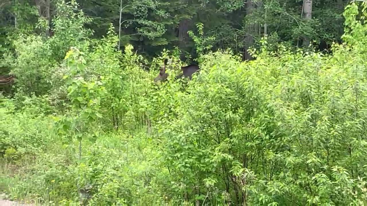 Canada Moose