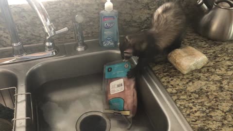 Ferrets Will Steal Anything!