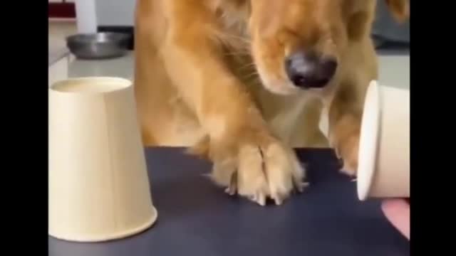 Funny Dog Reaction Playing The Cup Game #Short