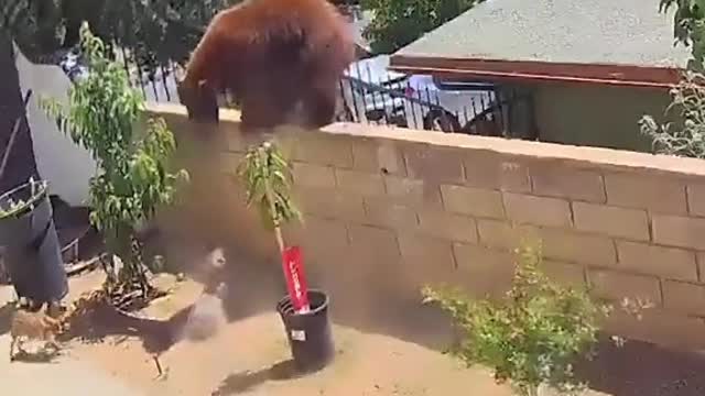 This young teen saves her dogs by pushing the bear.