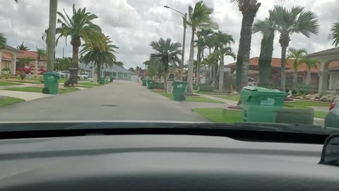 Las palmas reales de Miami, me recuerdan a Cuba