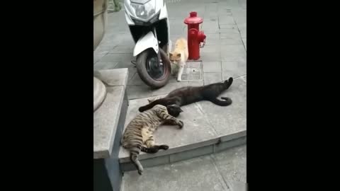 best cat funny video-best funny animal videos-funniest cats and dogs videos