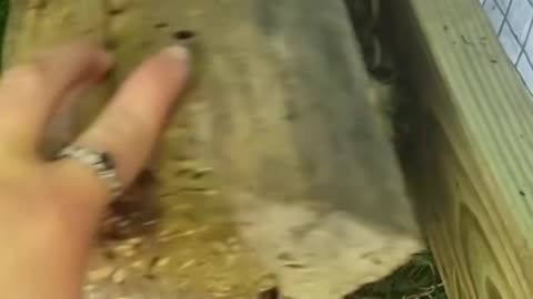 Man gets amazing gift after rescuing mother Opossum
