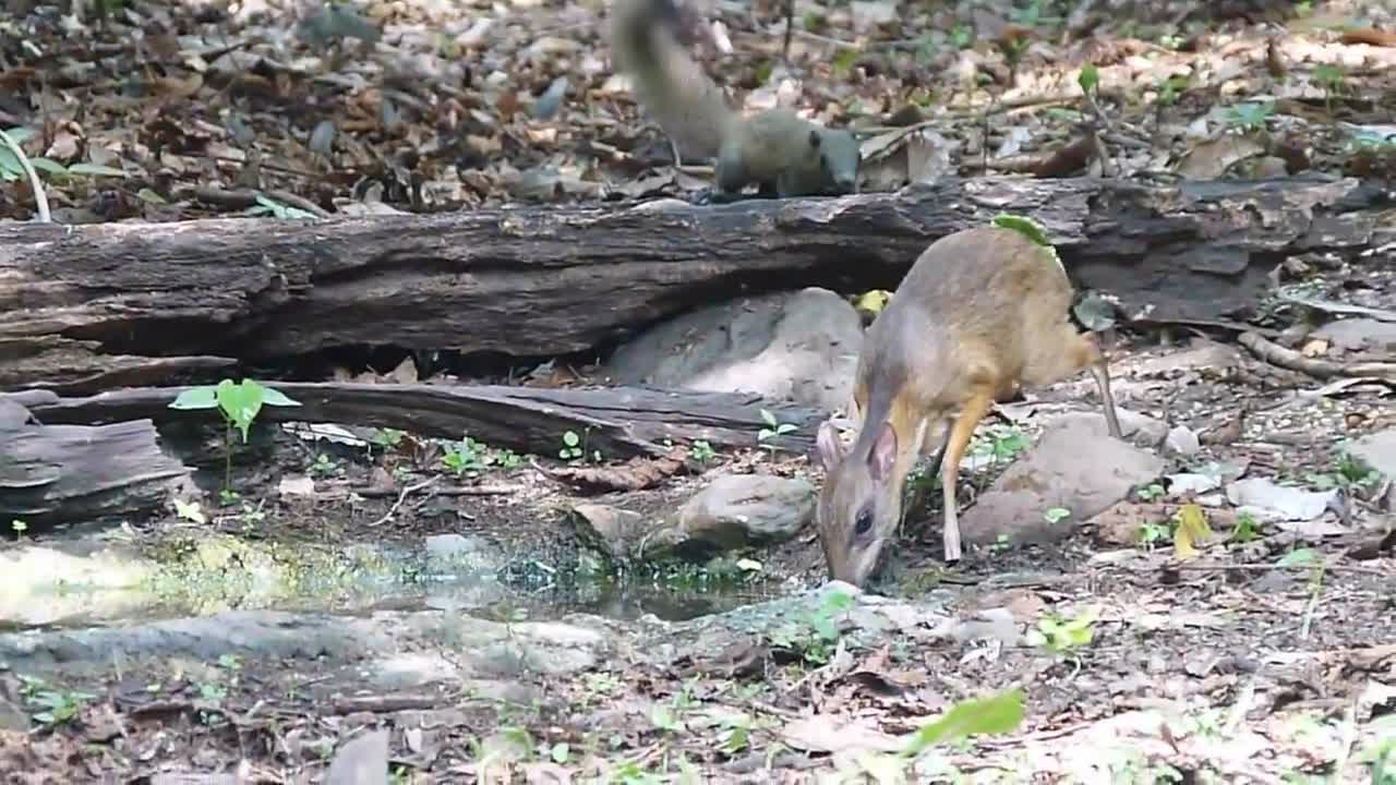 The Lesser Mouse-Deer is way too cute!