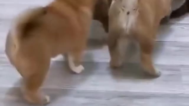 cute cat and puppies😍😍🥰 fighting videos #shorts 😍😍🥰