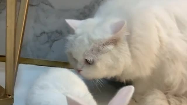 An unexpected reaction from the cat to the rabbit