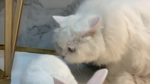 An unexpected reaction from the cat to the rabbit