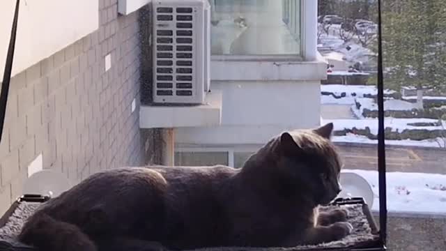 cat on balcony