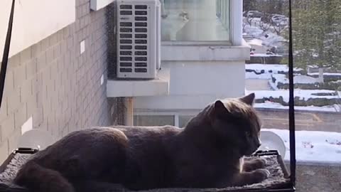 cat on balcony