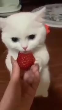 0.cute cat funny #shorts