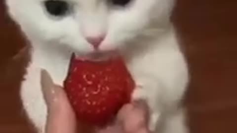 0.cute cat funny #shorts