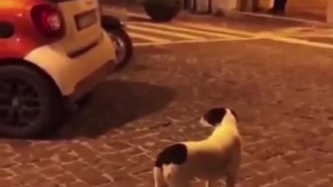 Dog: See if I bite you or not