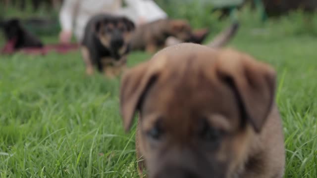 Puppies Running on the Grass