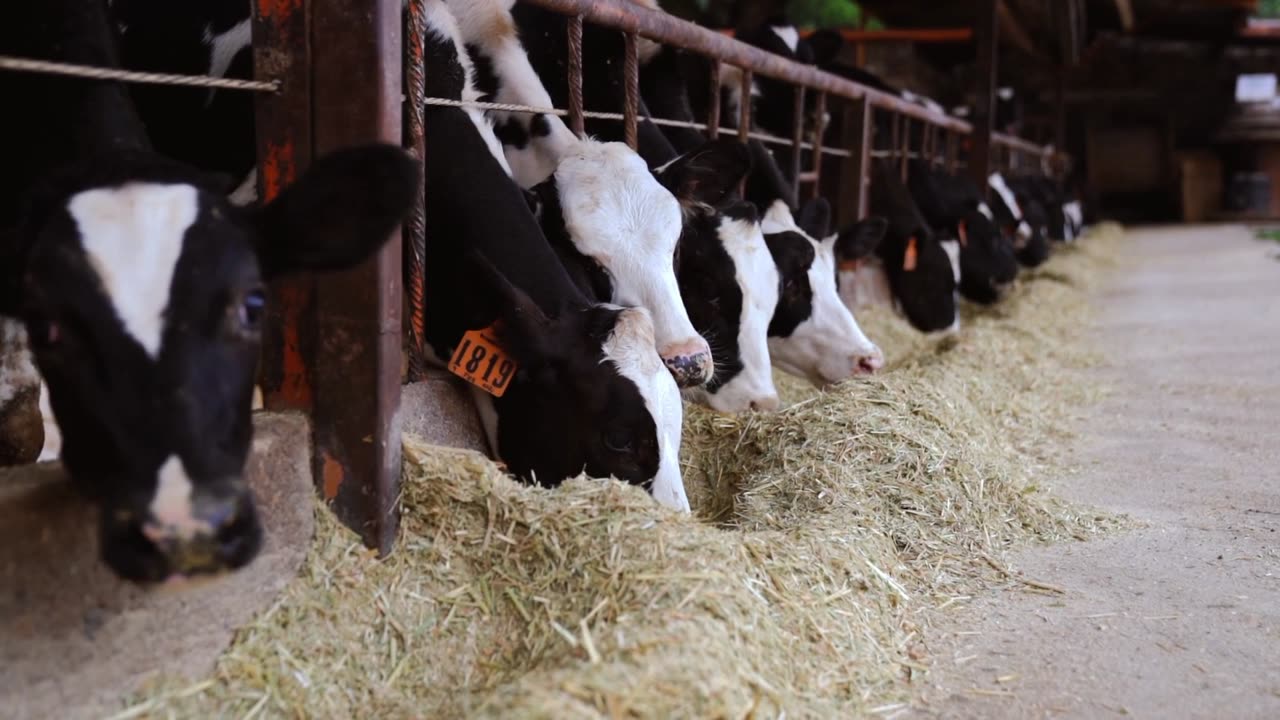 Cow Dairy Farm