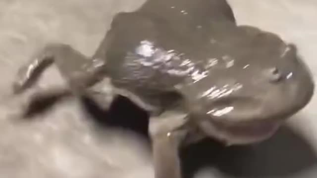 scared frog