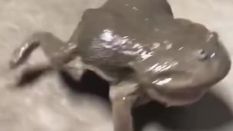 scared frog