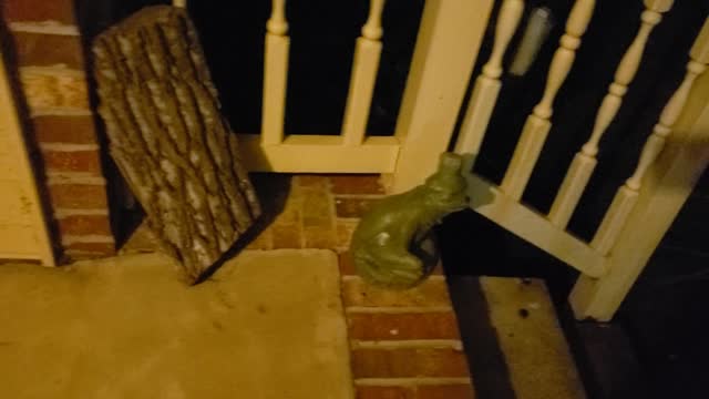 Frog with no name