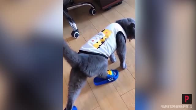 Funny cat tries to walk with slippers