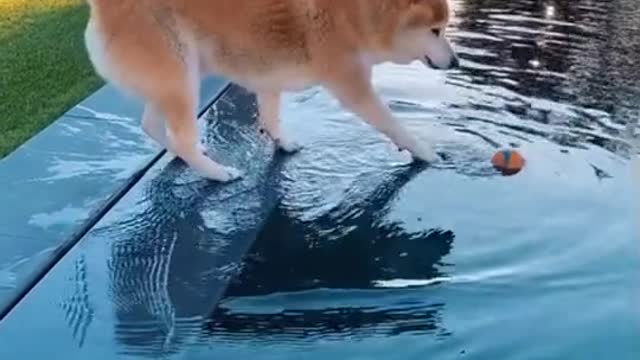Shiba Inu cant get it's ball back!