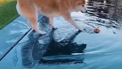 Shiba Inu cant get it's ball back!