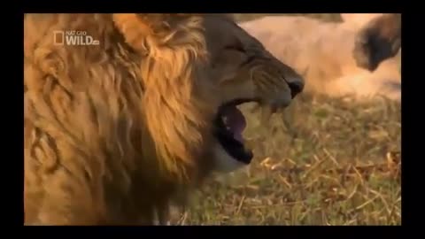 Funny Lion Laughing in Jungle | Funny Lion Video | Try Not to Laugh Challenge