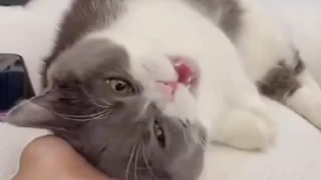 cute cat enjoy her life with owner