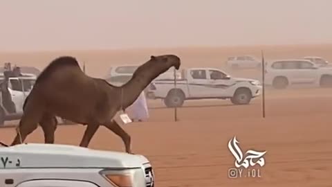 Camel beautifull animals