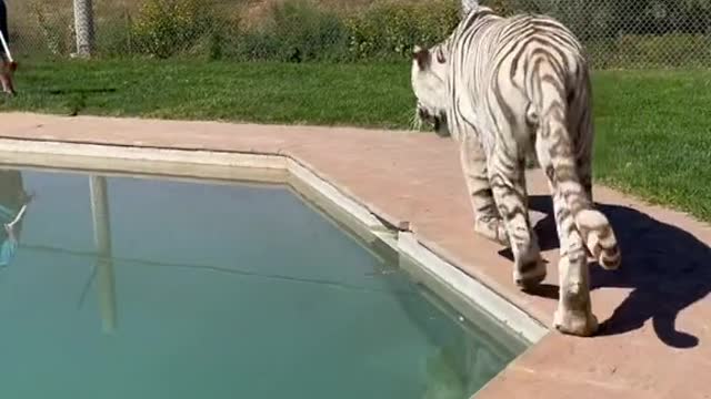 When Its Hot And U Take Ur Tiger Out.