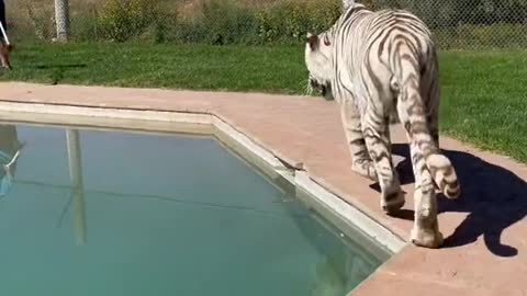 When Its Hot And U Take Ur Tiger Out.