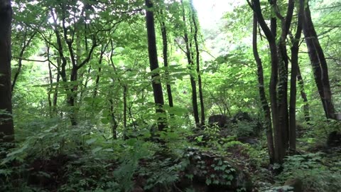 Solo camping soaked in rainstorm Real heavy rain Relaxing deep sleep ASMR