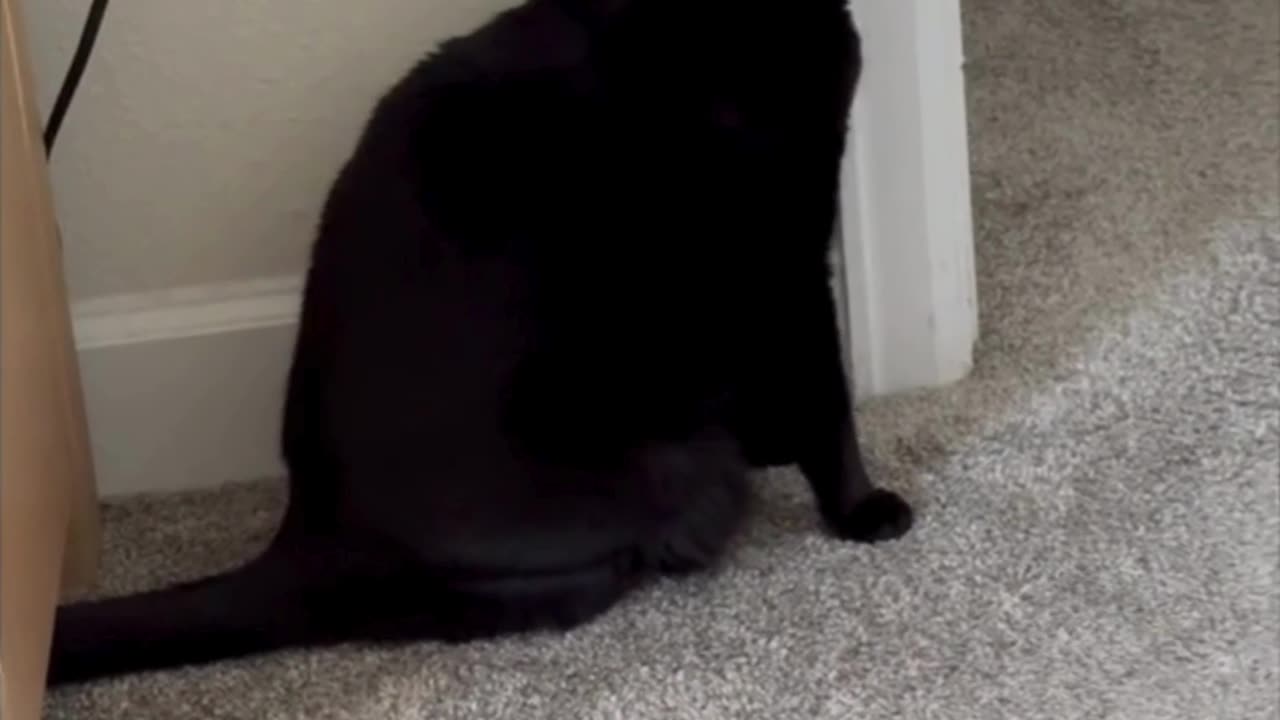 Adopting a Cat from a Shelter Vlog - Cute Precious Piper Polishes the Door Frame #shorts