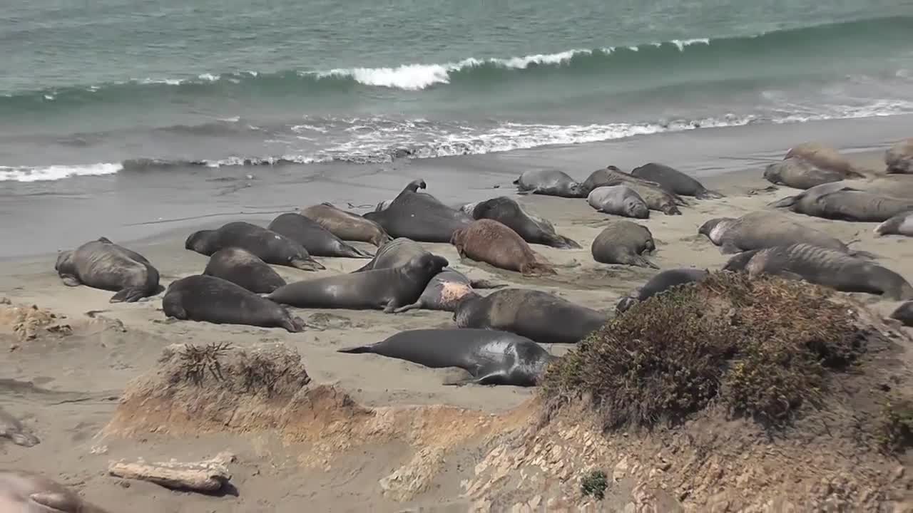 Elephant Seals