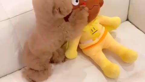 Little Dog is very happy when his owner making video of him - Funny Reaction #42