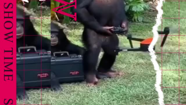 funny animal video