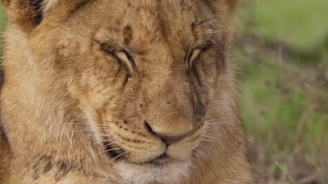 Lions are walking the crazy lion what is they doing