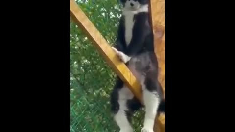 NEW Cat Videos 2024 😹 Funny Cat Videos 1