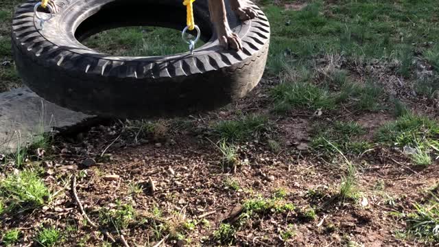 Dutch LOVES his tire swing